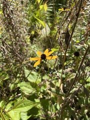 Rudbeckia fulgida