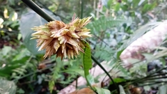 Stachyphrynium placentarium