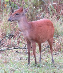 Cephalophorus natalensis natalensis