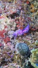 Flabellina affinis