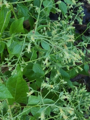 Brickellia floribunda