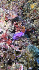 Flabellina affinis