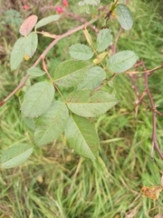 Rosa canina