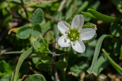 Arenaria ciliata multicaulis