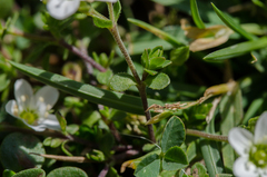 Arenaria ciliata multicaulis