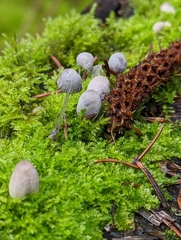 Mycena leptocephala