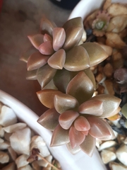 × Graptosedum