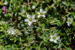 Arenaria ciliata multicaulis