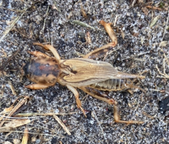 Neoscapteriscus vicinus