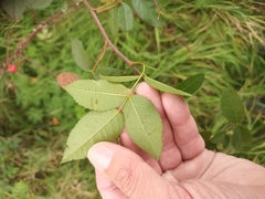 Rosa canina