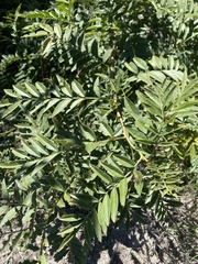 Glycyrrhiza lepidota