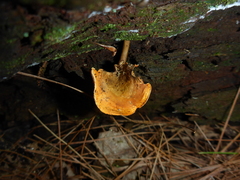 Tapinella panuoides