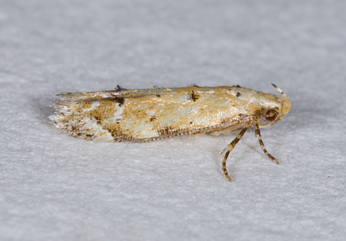 Green Hemlock Needleminer