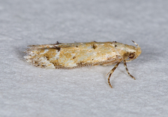 Coleotechnites apicitripunctella