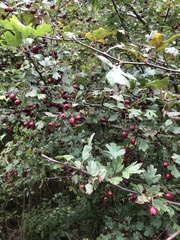 Crataegus monogyna