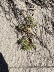 Euphorbia polygonifolia