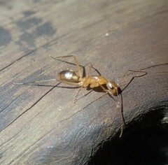 Camponotus maculatus