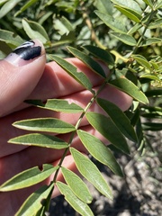 Glycyrrhiza lepidota