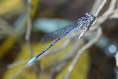 Argia hinei