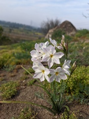 Leucocoryne ixioides
