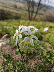 Leucocoryne ixioides