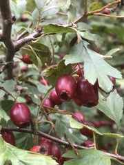 Crataegus monogyna