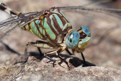 Erpetogomphus lampropeltis