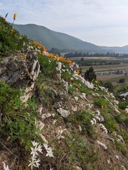 Eschscholzia californica