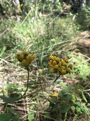 Alloispermum scabrum