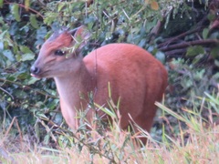 Cephalophorus natalensis natalensis