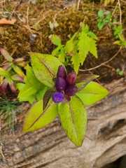 Gentiana clausa