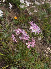 Leucocoryne ixioides