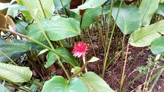 Etlingera elatior