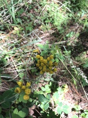 Alloispermum scabrum