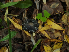 Coprinopsis picacea