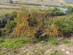 Vachellia caven