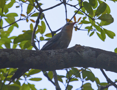Zanclostomus javanicus