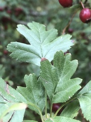 Crataegus monogyna
