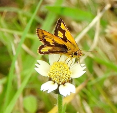 Ampittia dioscorides