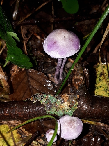 Cystolepiota bucknallii — (c) Markus Krieger, some rights reserved (CC BY)