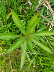Ludwigia elegans
