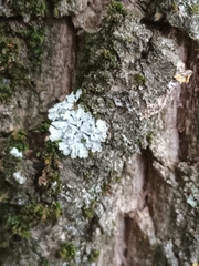 Phaeophyscia orbicularis