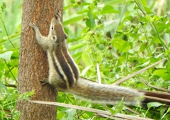 Funambulus palmarum