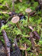 Pseudoclitocybe cyathiformis