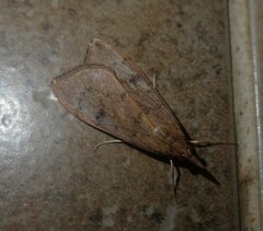 Uresiphita