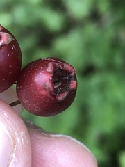 Crataegus monogyna