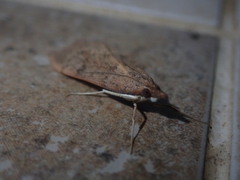 Uresiphita