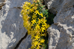 Hypericum nummularium