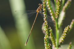 Lestes alacer