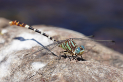 Erpetogomphus lampropeltis
